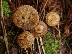 Pseudohydropus parafunebris