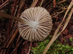 Pseudohydropus parafunebris