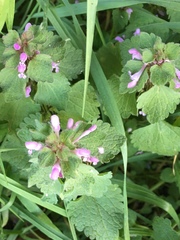 Lamium purpureum