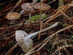 Pseudohydropus parafunebris