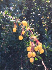 Berberis × stenophylla