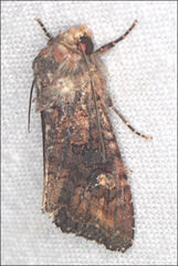 Neumichtis spumigera