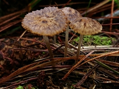 Pseudohydropus parafunebris