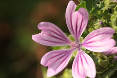 Malva sylvestris sylvestris