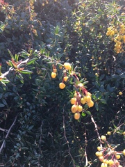Berberis × stenophylla