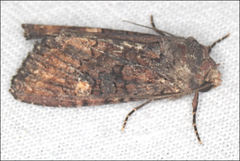 Neumichtis spumigera