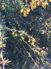 Berberis × stenophylla