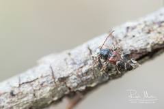 Phymatodes alni
