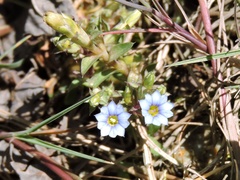 Gentiana pedicellata