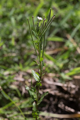 Epilobium gunnianum