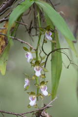 Sarcochilus australis