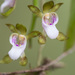 Gunn's Tree Orchid - Photo (c) Nick Fitzgerald, some rights reserved (CC BY-NC), uploaded by Nick Fitzgerald
