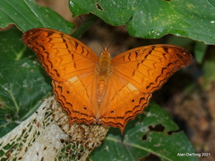 Vindula dejone erotella