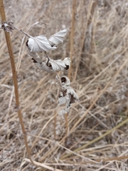 Filipendula ulmaria