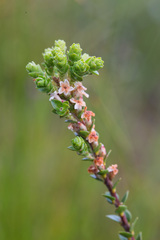 Epacris curtisiae