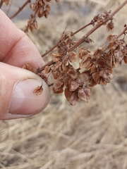 Rumex aquaticus