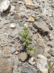 Pteranthus dichotomus