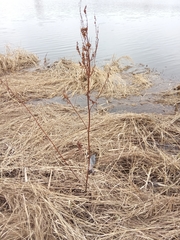 Rumex aquaticus