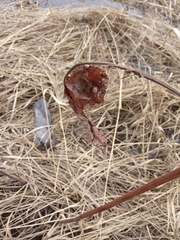 Rumex aquaticus