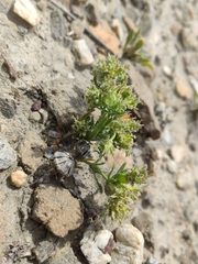 Pteranthus dichotomus