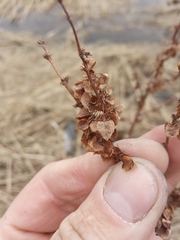 Rumex aquaticus