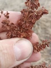 Rumex aquaticus