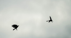 Corvus brachyrhynchos