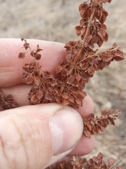 Rumex aquaticus