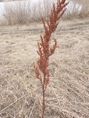 Rumex aquaticus