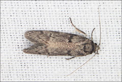 Ericrypsina chorodoxa