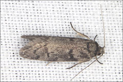 Ericrypsina chorodoxa