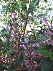 Limodorum trabutianum