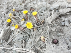 Tussilago farfara