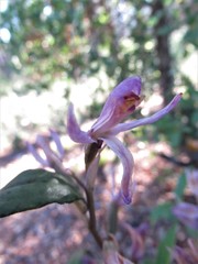 Limodorum trabutianum