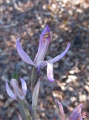 Limodorum trabutianum