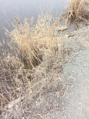 Phragmites australis