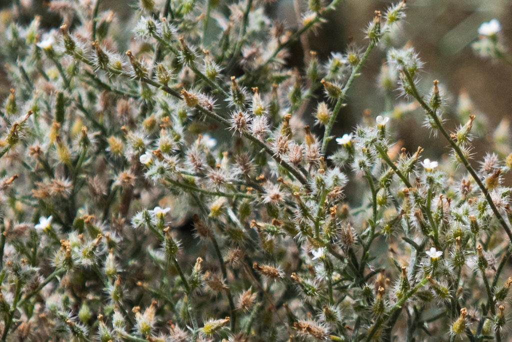 Johnstonella