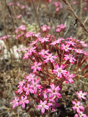 Pistorinia hispanica