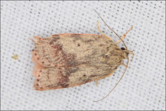 Garrha limbata
