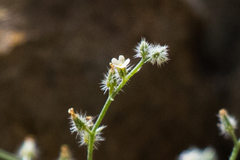 Johnstonella racemosa