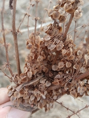 Rumex pseudonatronatus