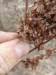 Rumex pseudonatronatus