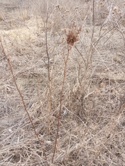 Rumex pseudonatronatus