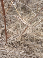 Rumex pseudonatronatus