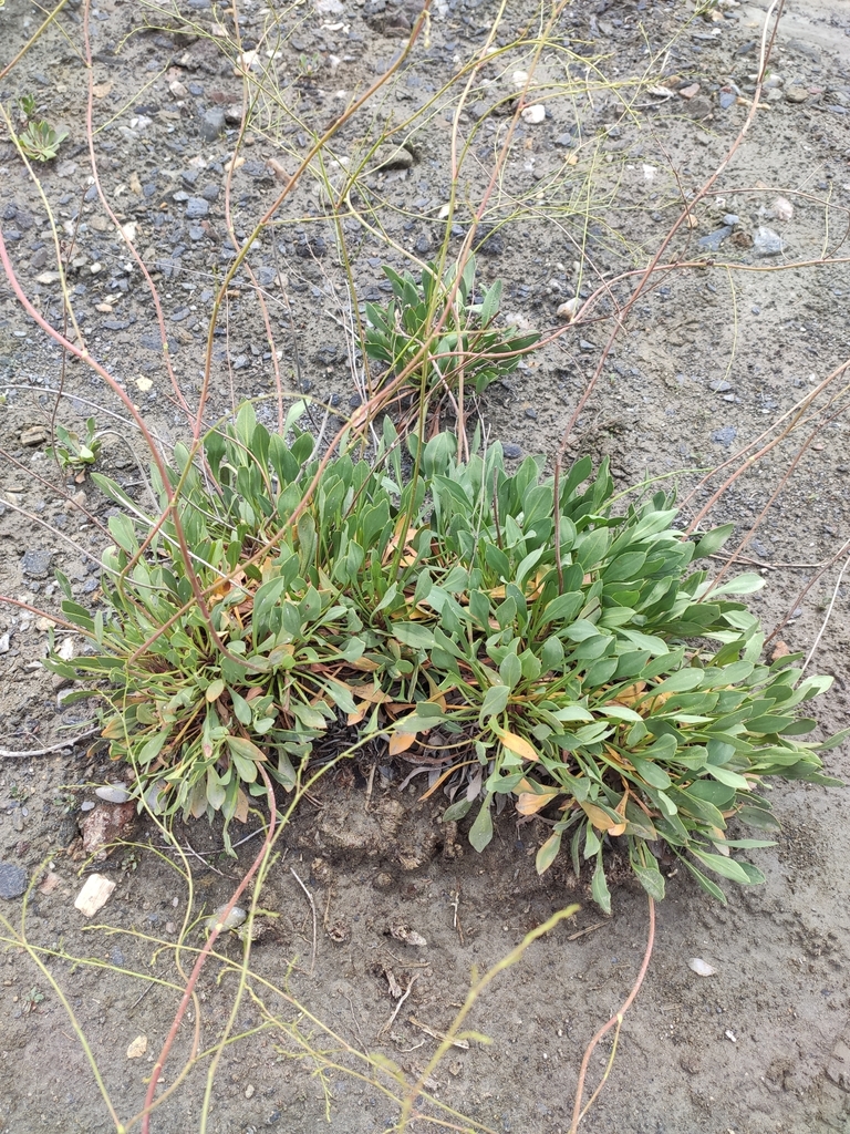 Limonium tabernense