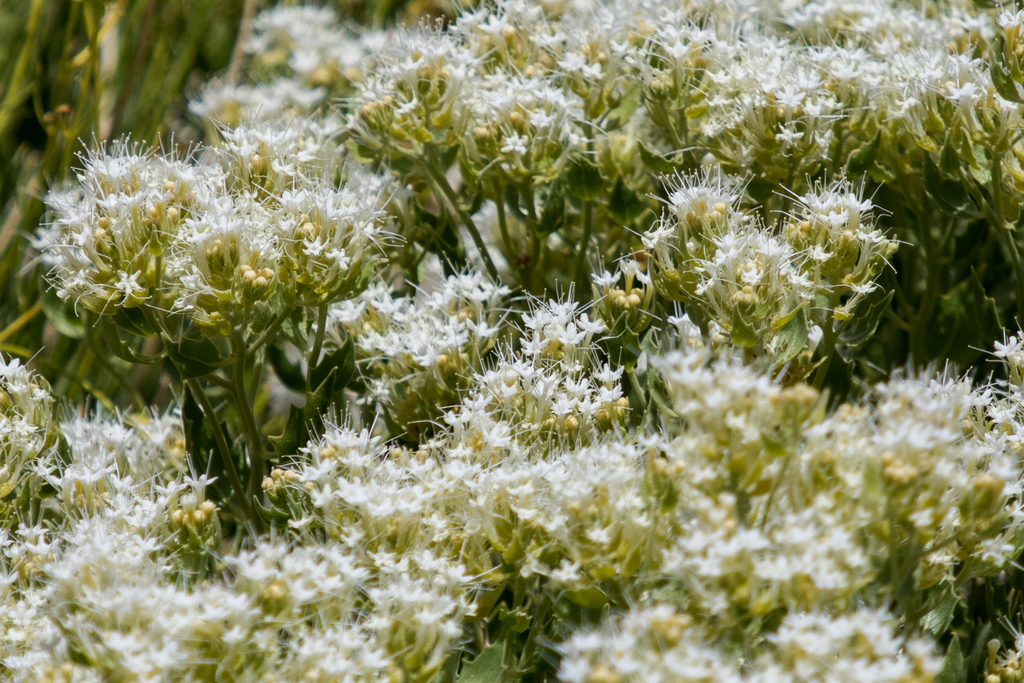 shiny sandpaper plant