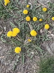 Taraxacum officinale