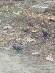 Columba livia domestica