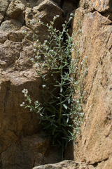 Johnstonella racemosa