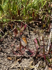Lycaena phlaeas